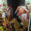 ベタオス