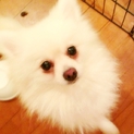 真っ白なポメラニアン