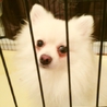 真っ白なポメラニアン サムネイル3