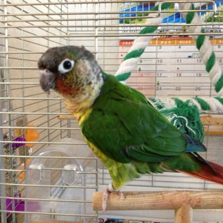 ワキコガネウロコインコ
