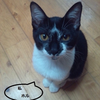 大変愛らしい二匹の子猫です♪里親様大募集！！