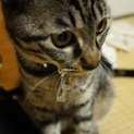 臆病な甘えん坊があなたを癒します