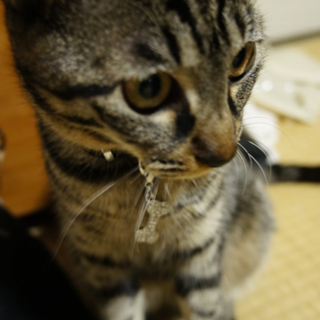 臆病な甘えん坊があなたを癒します