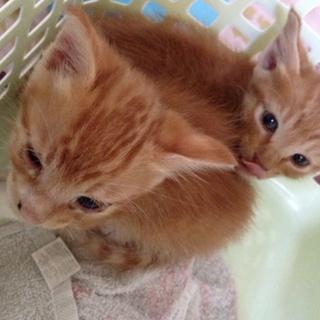 ありがとうございます