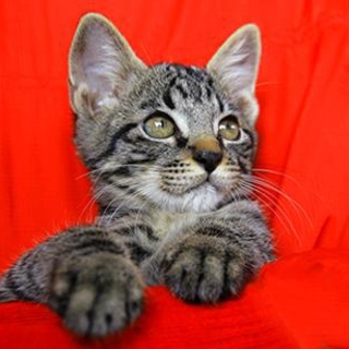 鈴木さんちは今年は猫年！