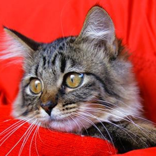 キャンディ・キャンディ☆フワフワトラ猫女子ですぅ。