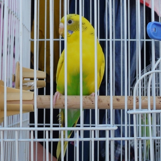 ５羽います。里親探しています。