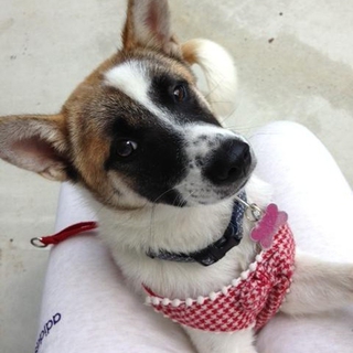 賢い美人さん♪子犬のさくら♀