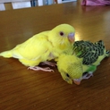 セキセイインコのヒナ里親募集しています‼︎