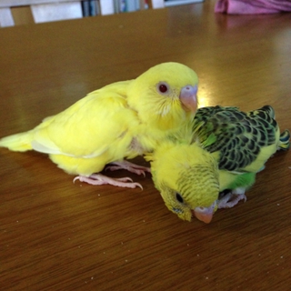 セキセイインコのヒナ里親募集しています‼︎