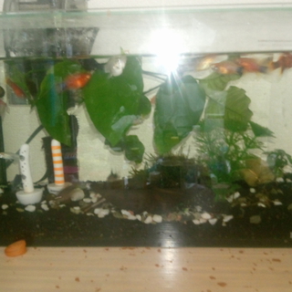 様々な熱帯魚