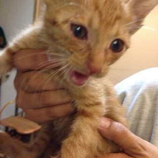 子猫保護しました