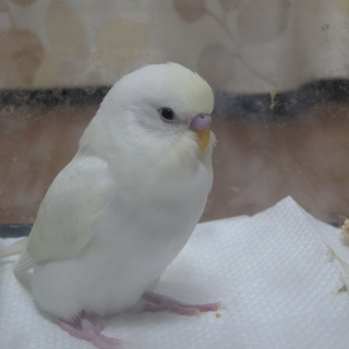 セキセイインコの里親様募集　　里親様　決定