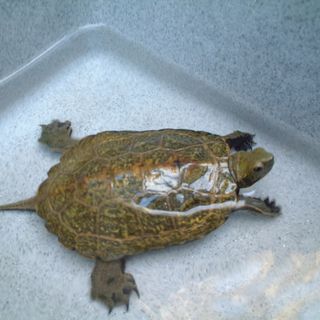 ニホンイシガメの里親になって頂ける方を探しています