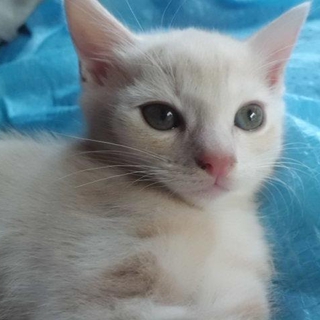 ベージュ系のトラちゃん