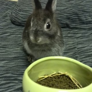 生後二ヶ月里親募集