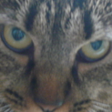 厳つい顔ですみません…(^^；)