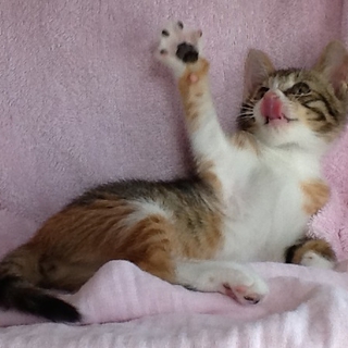 可愛い三毛ちゃん！