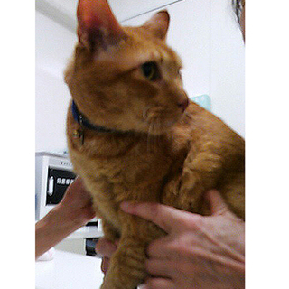 飼い主が老人ホームに・・レオ♂