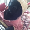 元気いっぱい黒パグです サムネイル3
