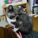 生後一か月。川で溺れていた兄弟猫