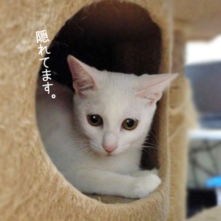 タレ目ちゃんです★【募集一時停止】