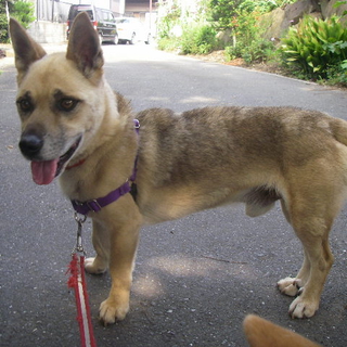 珍犬？★ゴルちゃん