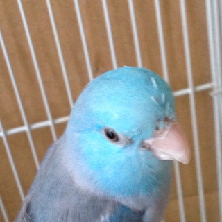 マメルリハ