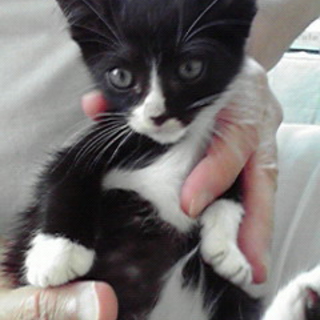 ★子猫1匹いてます★
