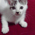 ★子猫1匹いてます★
