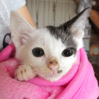 とっても可愛い子猫です！