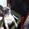 愛犬です。 サムネイル2