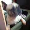 愛犬です。 サムネイル7