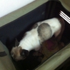 愛犬です。 サムネイル4