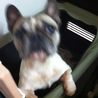 愛犬です。 サムネイル6