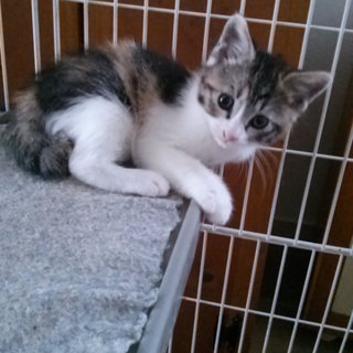 生後２ヵ月のかわいい子猫