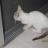 おしゃべり子猫 サムネイル3