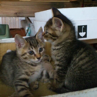 キジトラの子猫兄弟です。