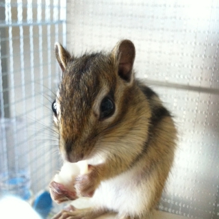 シマリス♀里親募集