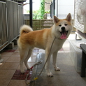 秋田犬　赤オス　７ヶ月