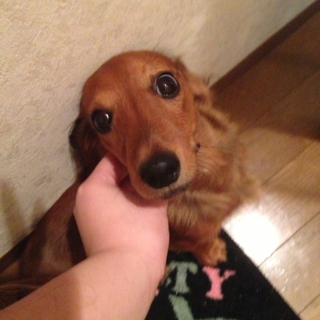 里親募集