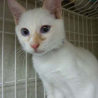しろで青い目茶色い耳のねこちゃんです