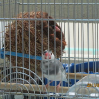 文鳥のオス、沖縄県内の方　里親募集