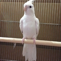 オカメインコの里親様募集