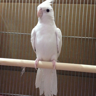 オカメインコの里親様募集