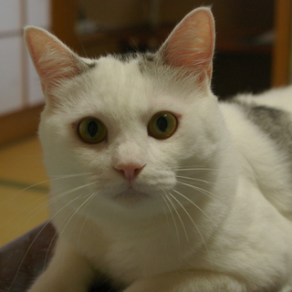 ★山梨県内でオス猫（2才）の里親さんを募集中です★