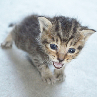 元気な虎猫の里親募集!