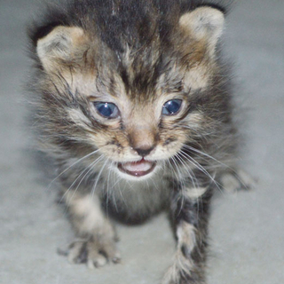 元気な虎猫の里親募集!