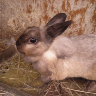 うさぎ