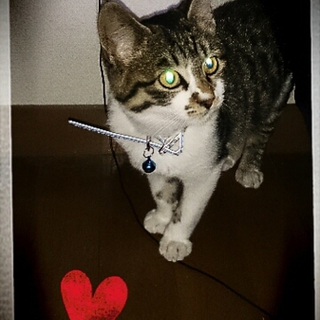 可愛い子猫